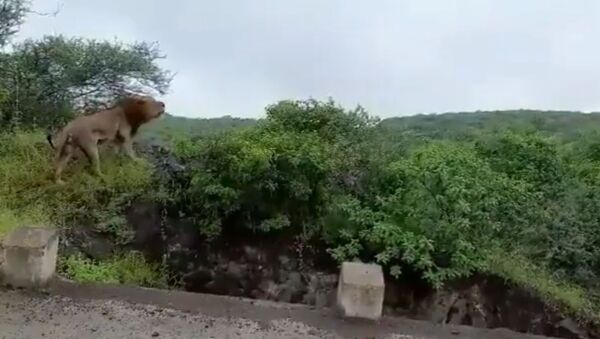 Perched on the top of a cliff, a stunning maned lion roared looking up at the dark skies over the lush forest of the Gir wildlife sanctuary in India's Gujarat. - Sputnik International
