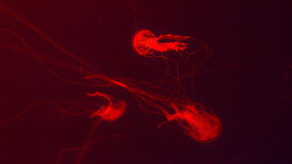 Red jellyfish - Sputnik International