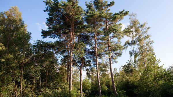 Pine trees - Sputnik International