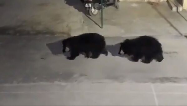 Bears - Sputnik International