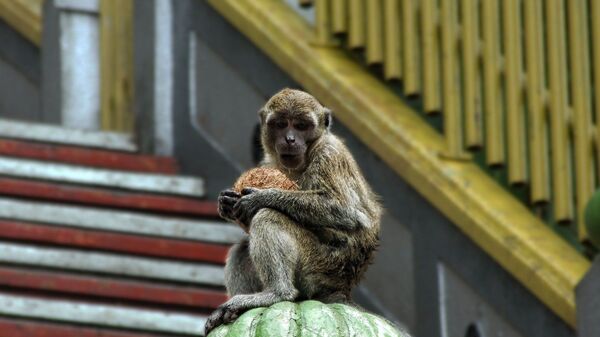 Monkey  - Sputnik International