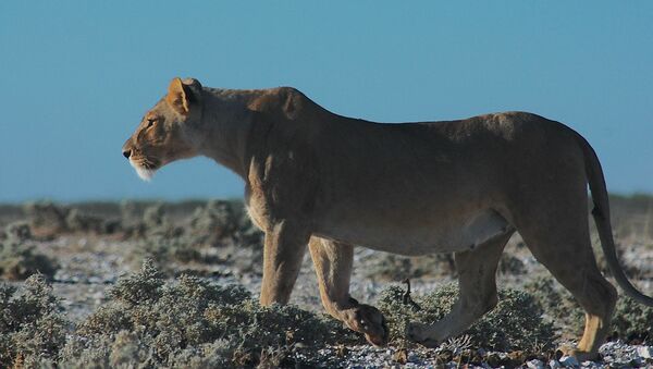 Lioness - Sputnik International