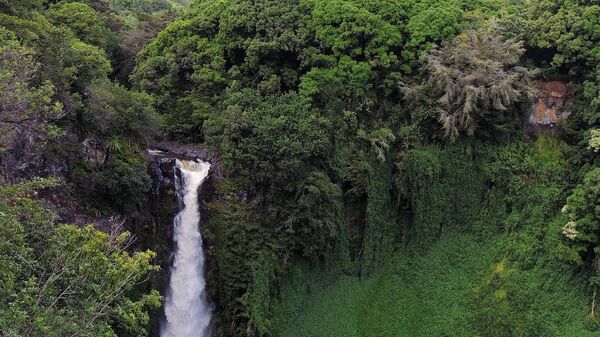 Amazon rainforest - Sputnik International