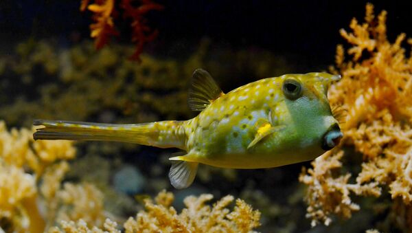 Pufferfish - Sputnik International