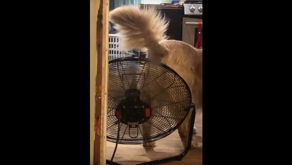 Fan Cools Down Retriever's Rump || ViralHog - Sputnik International