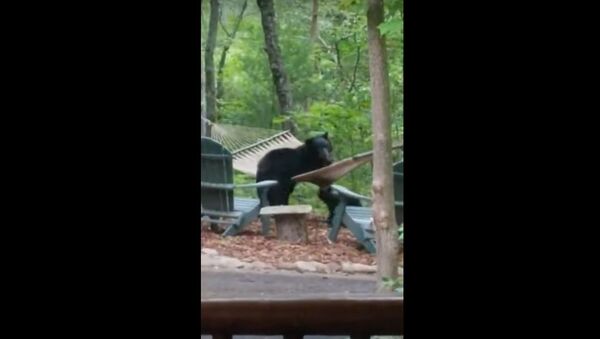  Bear Family Has Fun in Hammock || ViralHog - Sputnik International