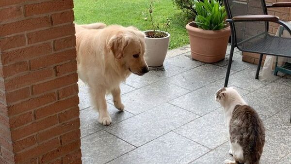 Tobia The Golden Retriever - Sputnik International
