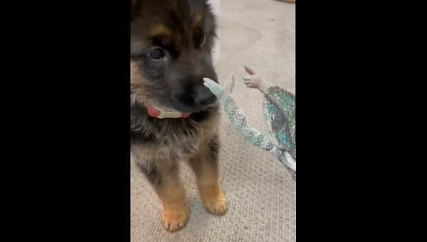 Puppy meets a Panther Chameleon - Sputnik International