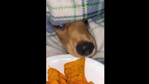 Golden retriever - Sputnik International