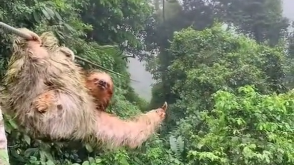 A sloth in rainforest - Sputnik International