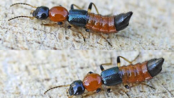 Paederus littoralis - Sputnik International