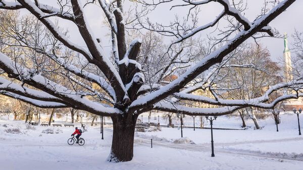 A man rides a bicycle as the park is snow covered on December 8, 2022 in Riga, Latvia. - Sputnik International