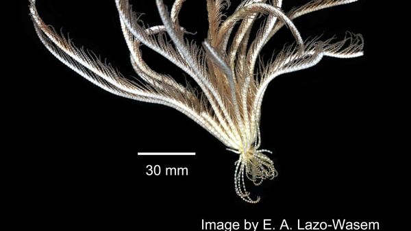 Promachocrinus kerguelensis Carpenter, 1879. Digital Image: Yale Peabody Museum of Natural History; photo by Eric A. Lazo-Wasem, 2010 - Sputnik International