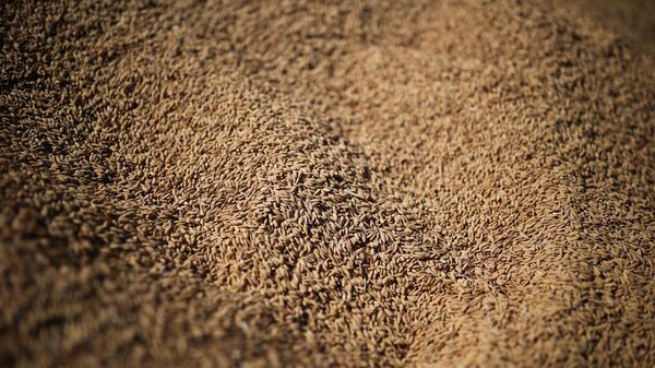 Grain - Sputnik International