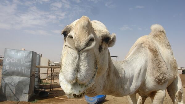 A camel - Sputnik International
