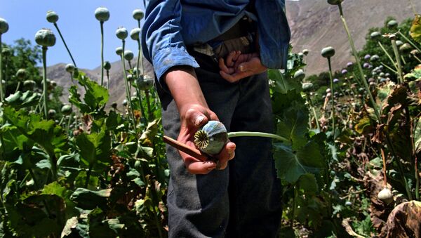A close-up of an opium poppy - Sputnik International