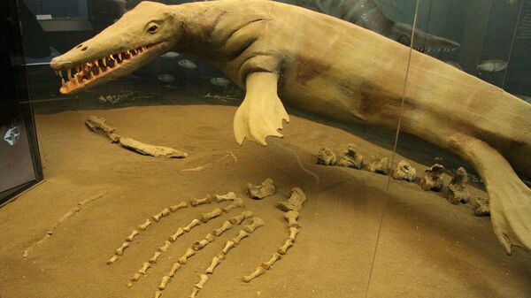 A model of a fleshed-out Mosasaur at the CFDC - Sputnik International