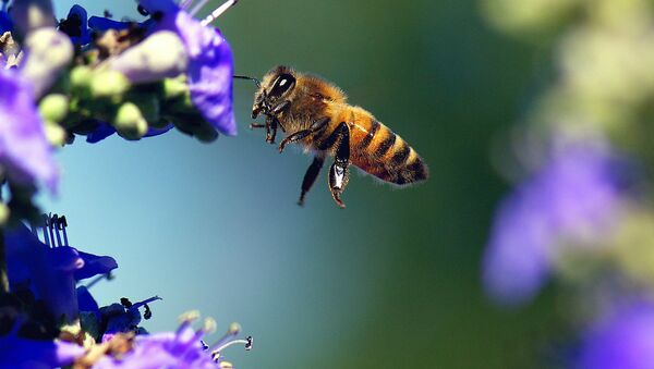 Environmental regulators in the US have proposed the creation of pesticide-free zones on a temporary basis to protect commercial honeybees, which continue to suffer from alarming mass die-offs. - Sputnik International