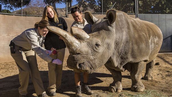 A northern white rhino named Nola receives a veterinary exam from associate veterinarian Meredith Clancy (L) as keepers Kim Millspaugh and Mike Veale (R) assist at the San Diego Zoo Safari Park in California in this December 29, 2014 file photo - Sputnik International