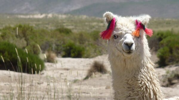 Lama - Sputnik International