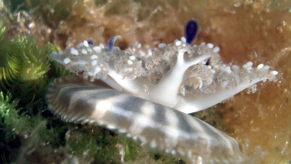 Cassiopea jellyfish - Sputnik International