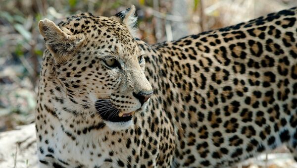 Leopard - Sputnik International
