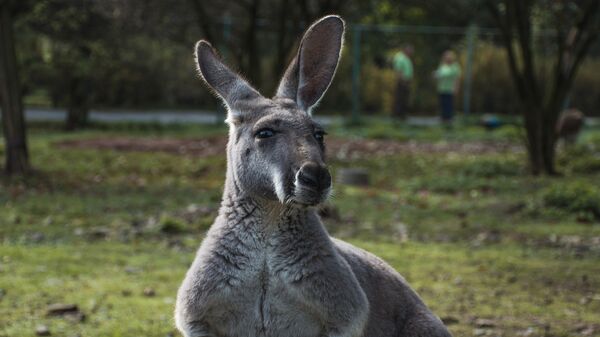 Kangaroo - Sputnik International