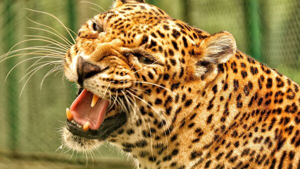 Leopard - Sputnik International