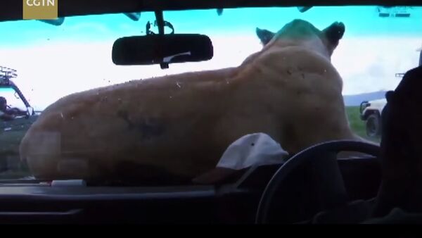 Lioness jumps on safari vehicle bonnet - Sputnik International