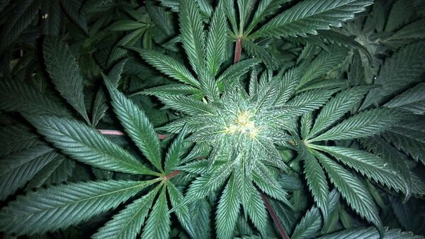 Cannabis  - Sputnik International