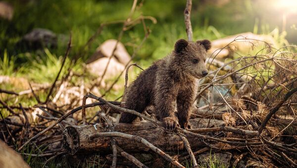 Bear cub - Sputnik International