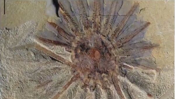 Daihua sanqiong, 520-Million-Year-Old Sea Monster Had 18 Mouth Tentacles - Sputnik International