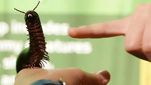 A Giant African Millipede - Sputnik International