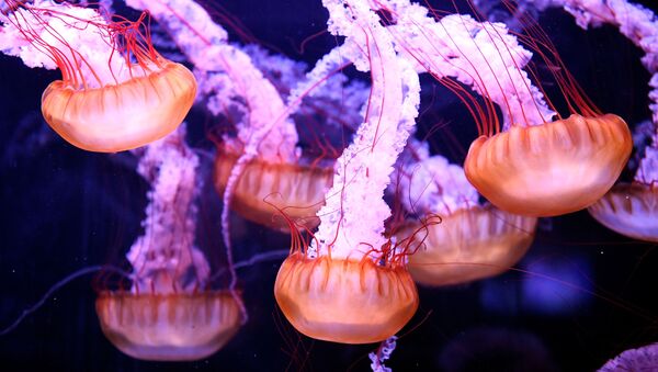 This picture taken on August 21, 2019 in Paris, shows jellyfish displayed in a tank at the Aquarium of Paris. - Sputnik International