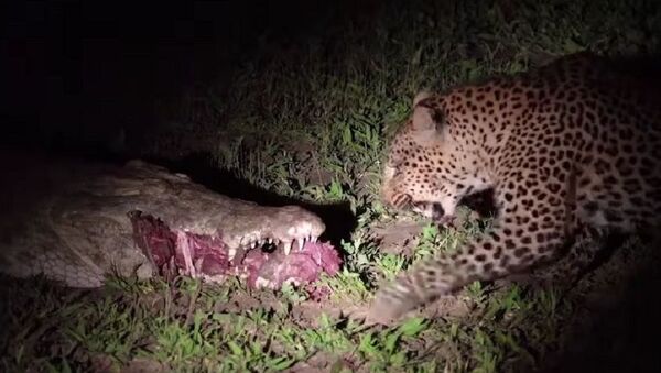 Wild Luangwa Moments - Leopard steals food from croc in South Luangwa National Park - Sputnik International
