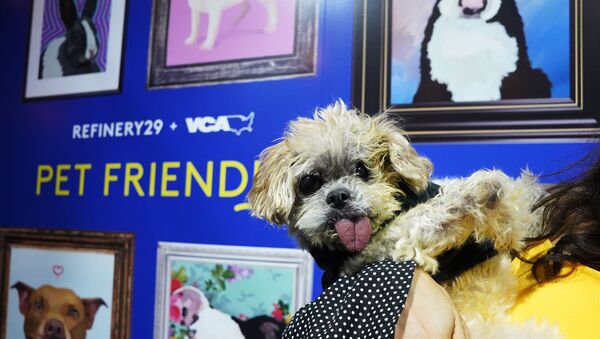 Marnie the Dog attends Refinery29 And VCA 'Pet Friendly' Series Premiere Party With Director Whitney Cummings At The Jefferson at The Jefferson on July 25, 2019 in Los Angeles, California - Sputnik International