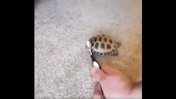 Turtle - Sputnik International