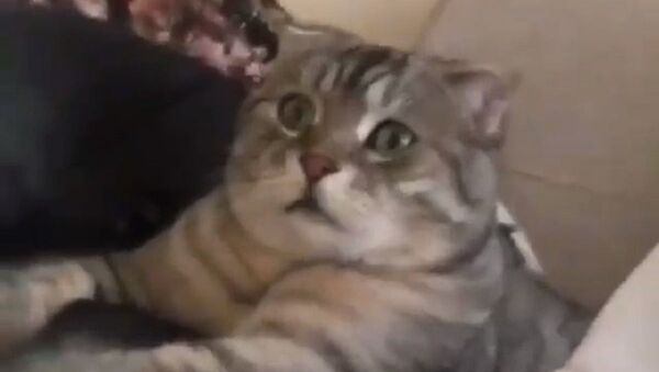 Cat - Sputnik International