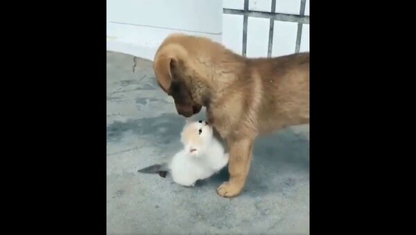 Rate this cuteness out of 10 - Sputnik International