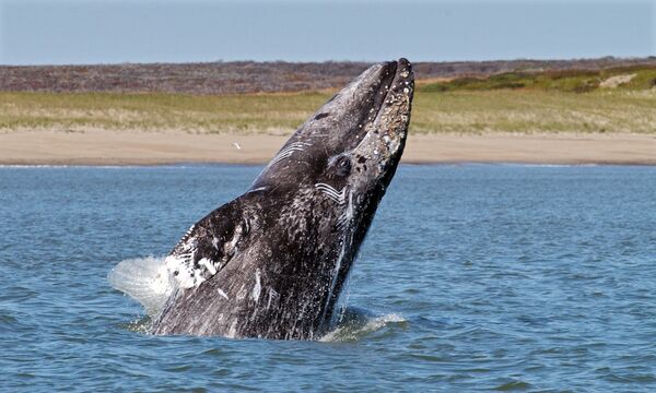 Russia's Gazprom helps boost by half grey whale population - Sputnik International